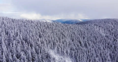 Snowy winter forest from a height Video stock 150491701