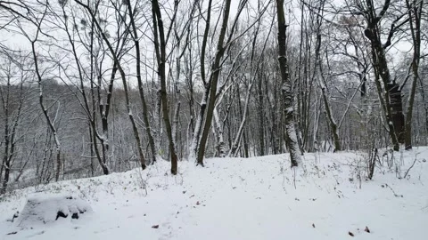 Snowy winter forest. Icy trees Stock Footage 263118934