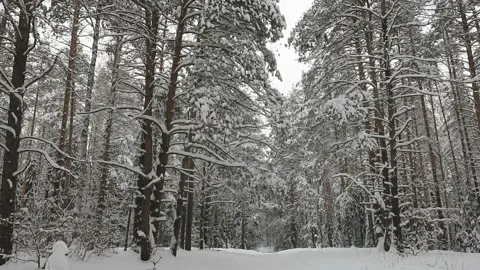 Snowy winter forest in January Stock Footage 147957361