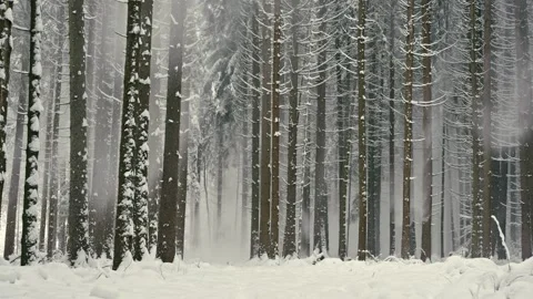 Snowy Winter Forest Landscape with Falling White Powder in Cold Season 库存影片 331167963