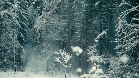 Snowy Winter Forest Landscape with Falling Flakes and Pine Trees Scenery 库存影片 331168111