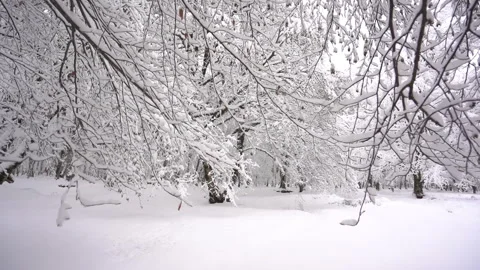 Snowy Winter Forest Landscape 動画素材 315877146