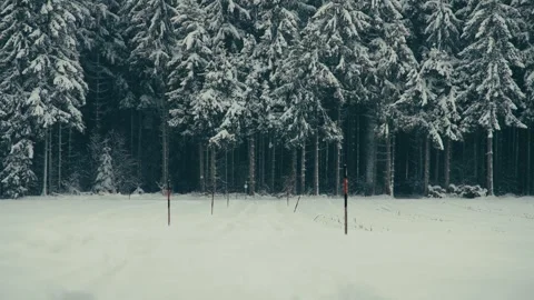 Snowy Winter Forest Landscape with Pine Trees and Markers on Snowy Ground Stock Footage 331167910