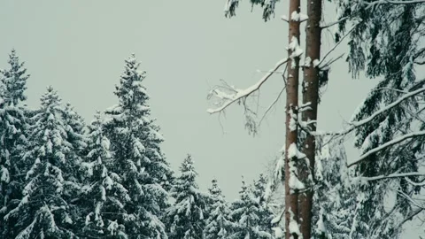 Snowy Winter Forest Landscape with Pine Trees Covered in White Ice Vídeos de archivo 331168082