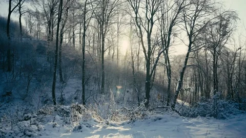 Snowy Winter Forest Landscape with Soft Sunlight Filtering Through Trees 库存影片 331167688
