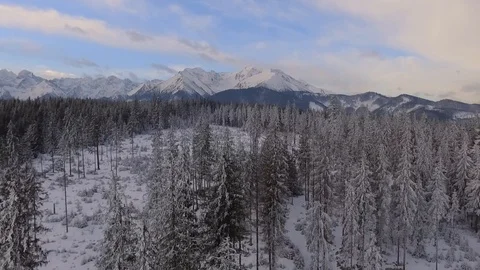 Snowy Winter Forest In The Mountains Stock Footage 86999126