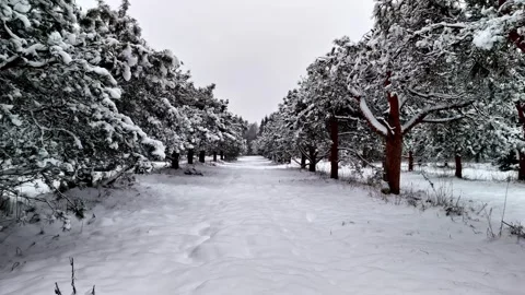 Snowy winter forest path with pine trees in Latvia Stock Footage 337725319