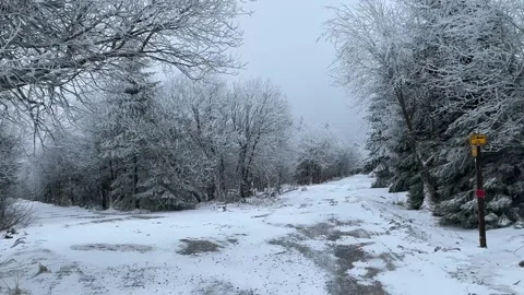 Snowy winter forest path surrounded by frosted trees and quiet cold atmosphere Stock Footage 322522725