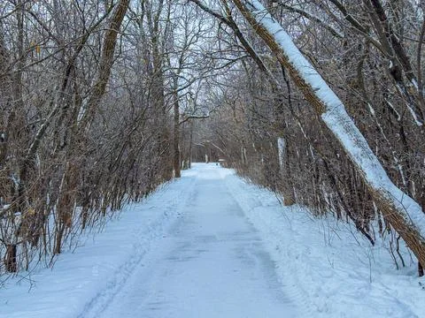 Snowy Winter Forest Pathway. Foto stock