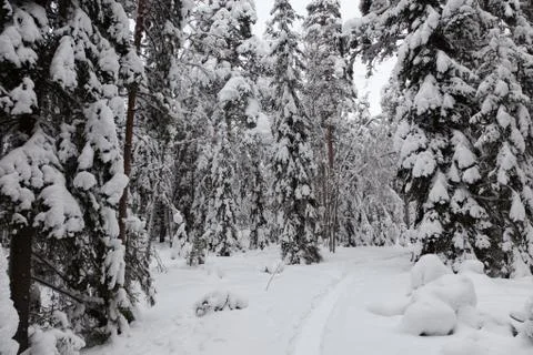 A snowy winter forest Stock Photos