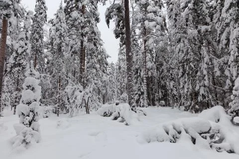 A snowy winter forest Stock Photos