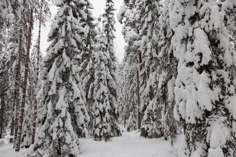 A snowy winter forest Stock Photos