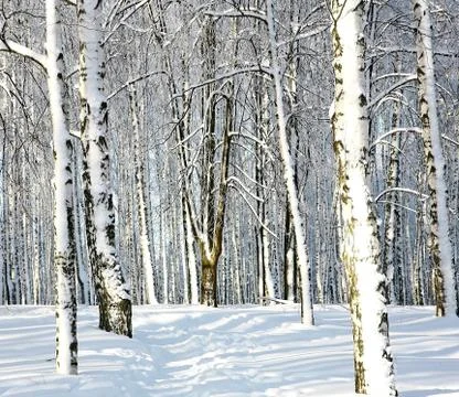 Snowy winter forest 스톡 사진