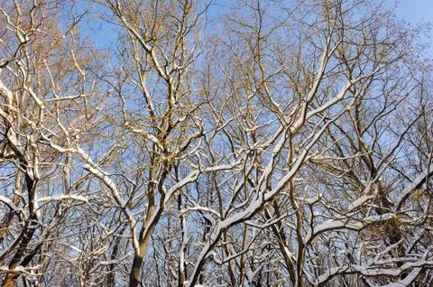 Snowy winter forest Stock-Fotos