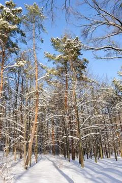 Snowy winter forest Stock Photos