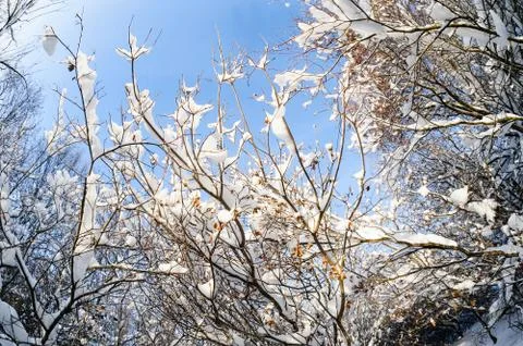 Snowy winter forest Stock-Fotos
