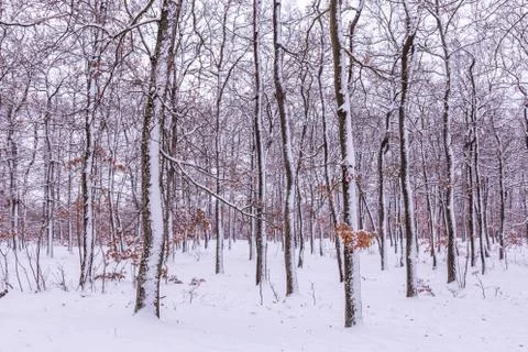 Snowy winter on the forest Foto stock