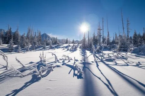 Snowy winter in the forest Stock Photos