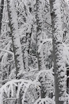 Snowy winter forest. Stock Photos