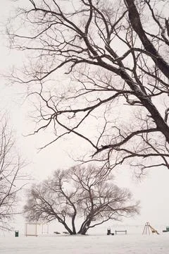Snowy winter forest Stock Photos