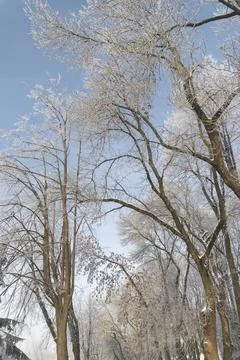 Snowy winter forest Stock Photos