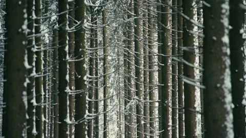 Snowy Winter Forest with Pine Tree Trunks in a Dense Woodland Landscape Stock Footage 331168146