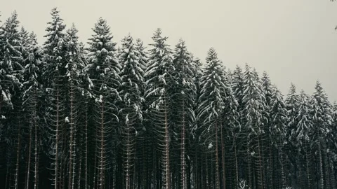 Snowy Winter Forest with Pine Trees Covered in White Fresh Snowfall 库存影片 331167840