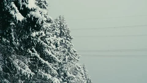 Snowy Winter Forest with Pine Trees and Overhead Electric Power Lines 库存影片 331167876