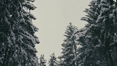 Snowy Winter Forest with Pine Trees Under Falling White Snowflakes 库存影片 331167903