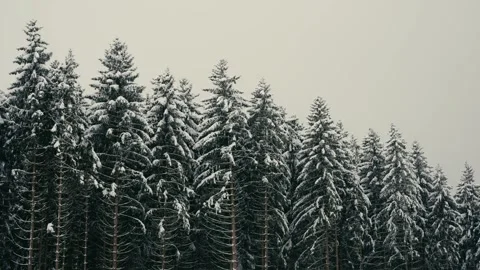 Snowy Winter Forest with Pine Trees Covered in Fresh White Snowfall 库存影片 331168041