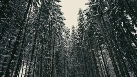Snowy Winter Forest with Pine Trees Covered in Heavy Layers of White Snow 库存影片 331168126