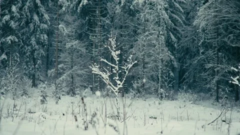 Snowy Winter Forest Scene with a Small Bare Tree in a Cold Woodland 库存影片 331167901
