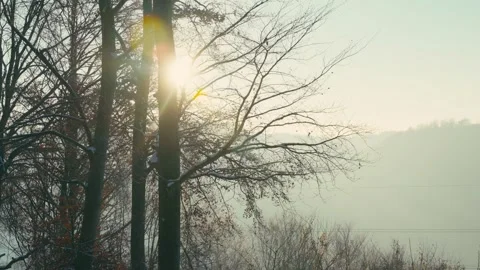 Snowy Winter Forest Scene with Sunlight Shining Through Bare Tree Branches 库存影片 331167668