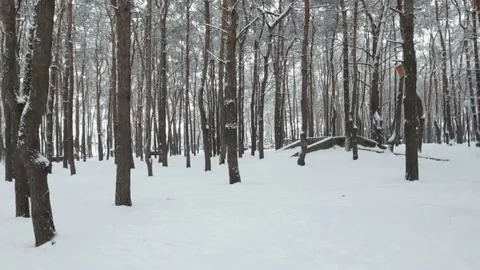Snowy winter forest. Snowing in a park Stock Footage 171108260
