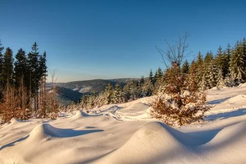 Snowy winter forest with spruce trees at sunset. czech europe Stock Photos