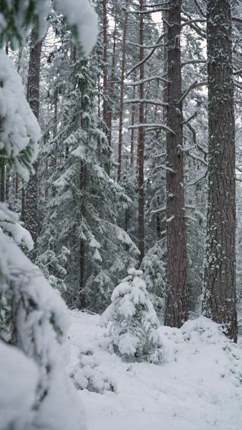 Snowy winter forest with tall pine trees and small firs covered in fresh snow Stockbeeldmateriaal 325207667
