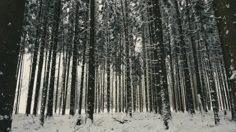 Snowy Winter Forest with Tall Pine Trees in a Silent Woodland Landscape 库存影片 331167792