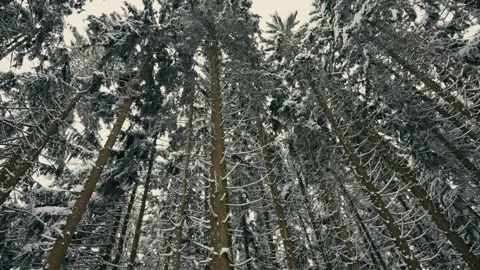 Snowy Winter Forest with Tall Pine Trees Under a Cold Overcast Sky Vídeos de archivo 331167850