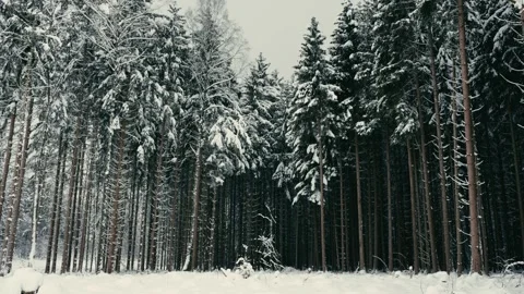 Snowy Winter Forest with Tall Pine Trees Under a Cold Grey Cloudy Sky 库存影片 331167972