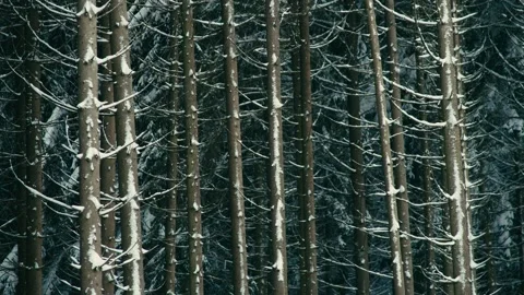 Snowy Winter Forest with Tall Pine Trees Covered in Fresh White Powder Vidéo 331168015