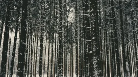 Snowy Winter Forest with Tall Pine Trees Covered in Fresh White Powder 库存影片 331168143