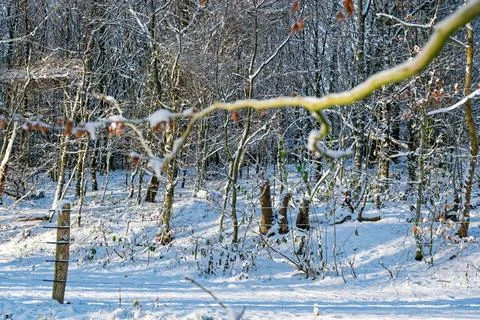 Snowy winter forest with thin trees and wire linked posts. Stock Photos