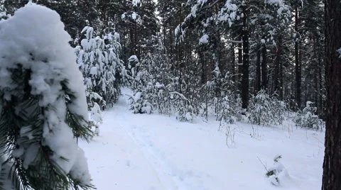 Snowy winter forest, tree branch close-up. Stock Footage 60381370