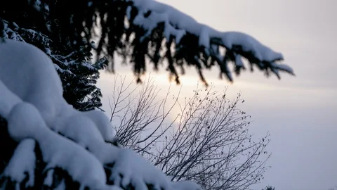 Snowy winter forest. Tree branches covered with snow. 4K Stock Footage 126056971