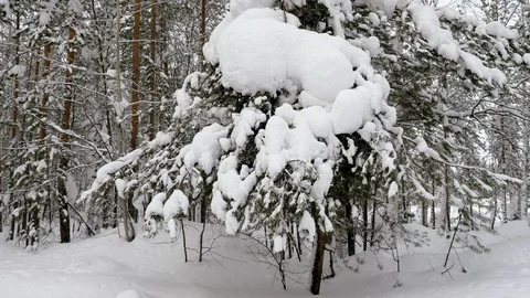 Snowy winter forest. Tree branches covered with snow. 4K Video stock 126171084
