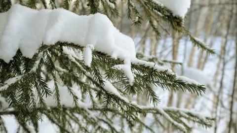Snowy winter forest. Tree branches covered with snow. 4K Stock Footage 126172990