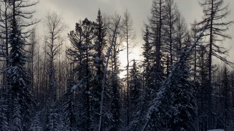 Snowy winter forest. Tree branches covered with snow. 4K 库存影片 130958717