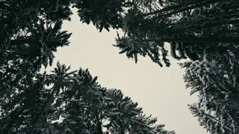 Snowy Winter Forest Trees Canopy Looking Up at the Cold Cloudy Sky Above Stock Footage 331167990
