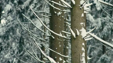 Snowy Winter Forest Trees Covered in Fresh White Snow During Cold Season 库存影片 331167949