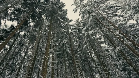 Snowy Winter Forest Trees Looking Up at the Cold Overcast Cloudy Sky 库存影片 331167914